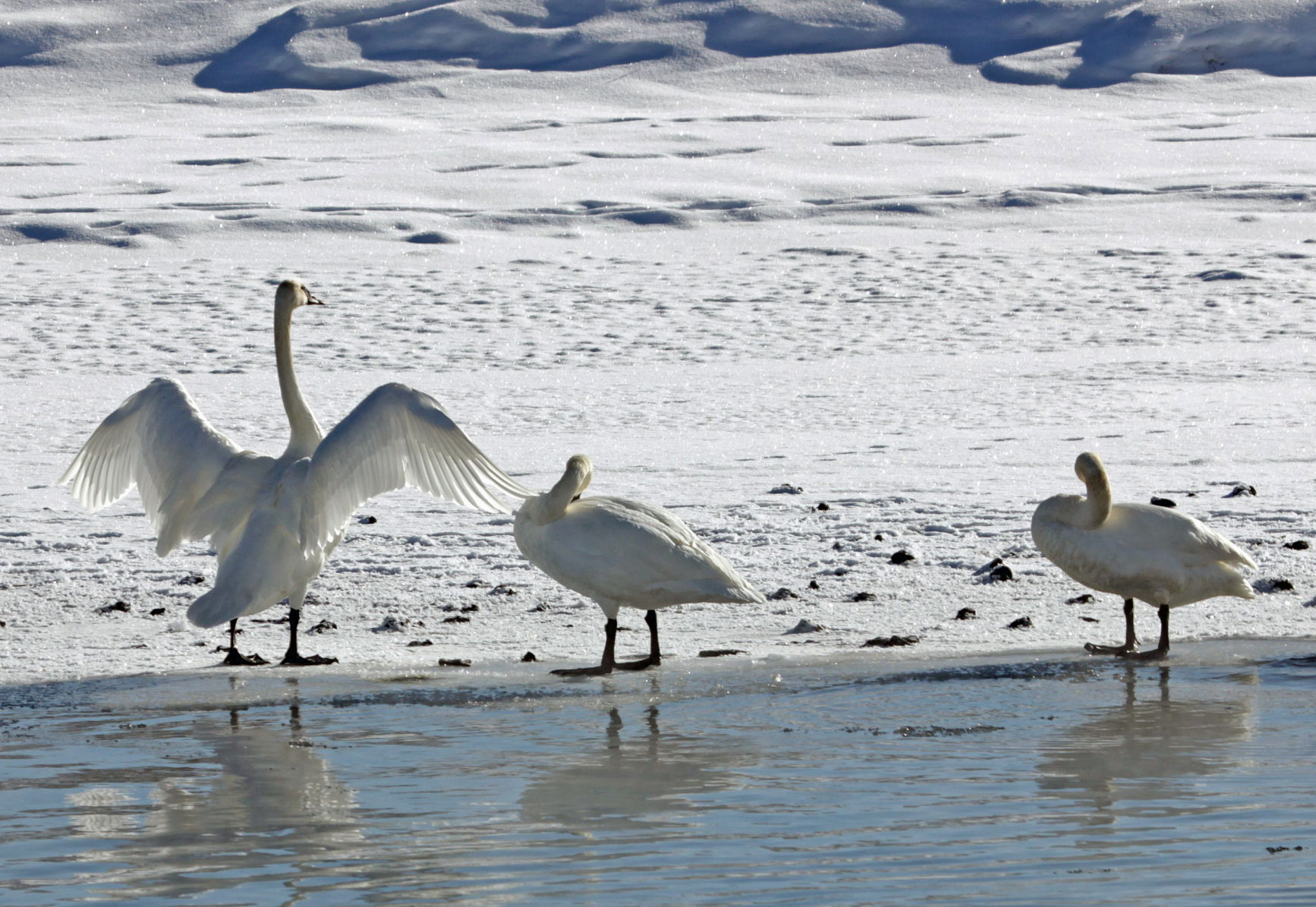 Trumpeters